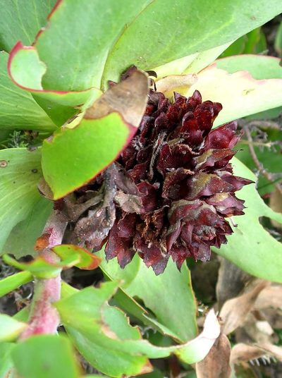 Leucadendron cordatum, photographed by Di Turner