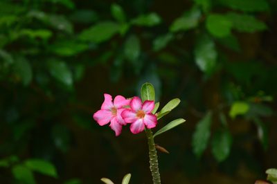 Adenium obesum, photographed by Karthik Thrikkadeeri
