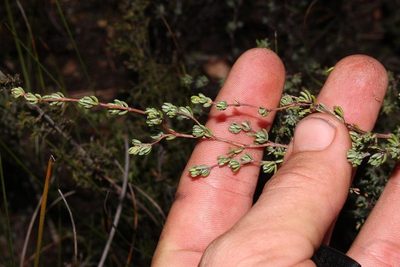 Cliffortia polita, photographed by Brian du Preez