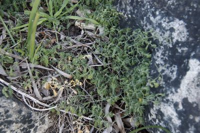 Asparagus declinatus, photographed by Tony Rebelo