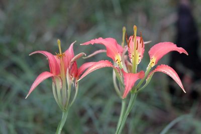Lilium catesbaei, photographed by Kim