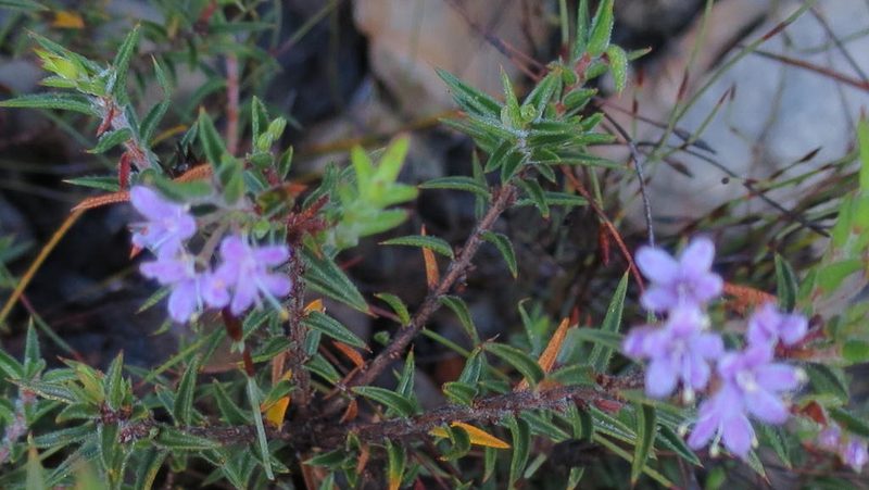 Agathosma pungens, photographed by Di Turner