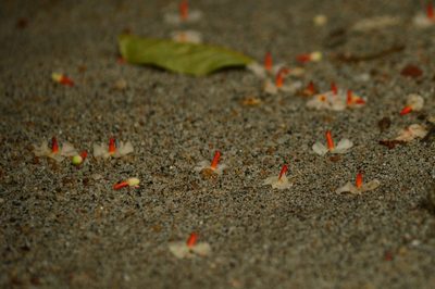 Nyctanthes arbor-tristis, photographed by Karthik Thrikkadeeri