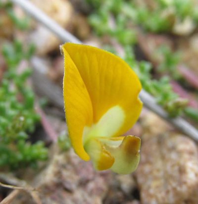 Aspalathus horizontalis, photographed by douglaseustonbrown