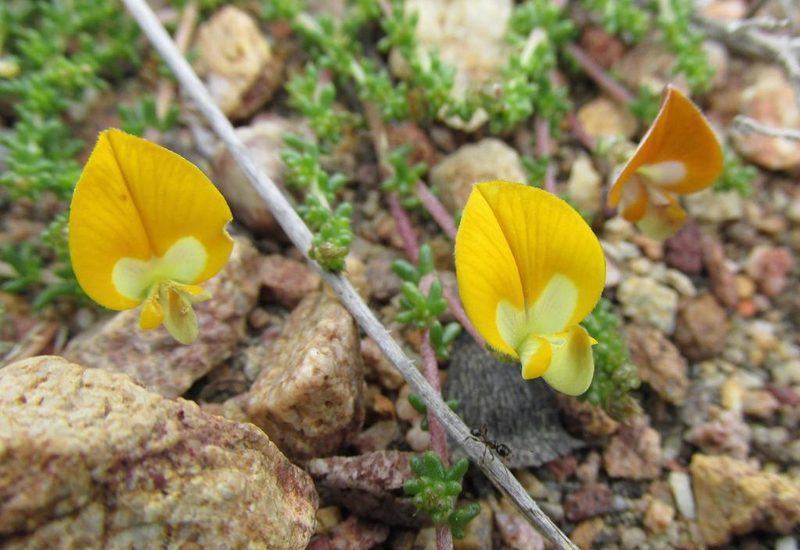 Aspalathus horizontalis, photographed by douglaseustonbrown