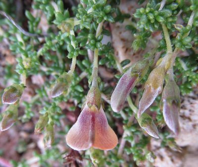 Aspalathus horizontalis, photographed by douglaseustonbrown