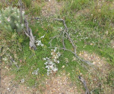 Aspalathus horizontalis, photographed by douglaseustonbrown
