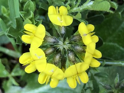 Lotononis umbellata, photographed by Caroline Voget