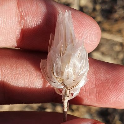 Catananche caerulea, photographed by Mehdi Chetibi