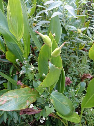 Canna flaccida, photographed by Abby Darrah