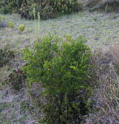 Billardiera heterophylla, photographed by Tony Rebelo
