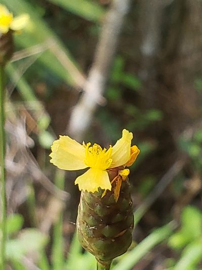 Xyris platylepis, photographed by Robert Guralnick