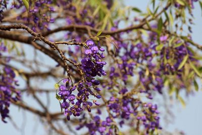 Bolusanthus speciosus, photographed by Robert Taylor