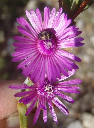 Ruschia orientalis, photographed by Nicola van Berkel
