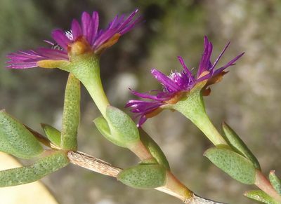 Ruschia orientalis, photographed by Nicola van Berkel