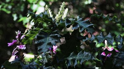 Acanthus polystachyus, photographed by Tony Rebelo