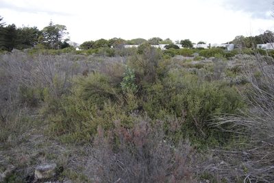 Cliffortia obcordata, photographed by Tony Rebelo