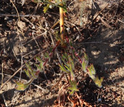 Serruria pinnata, photographed by Tony Rebelo