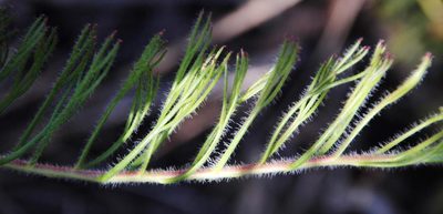 Serruria pinnata, photographed by Tony Rebelo
