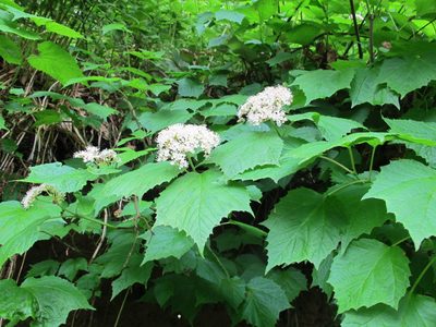 Viburnum orientale, photographed by Grzegorz Grzejszczak