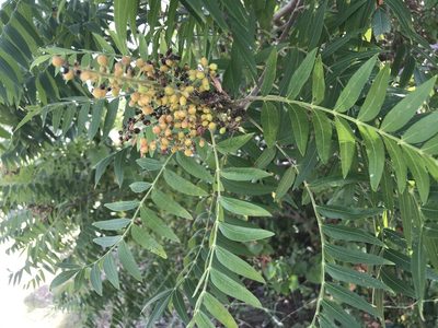 Rhus lanceolata, photographed by Victor Engel