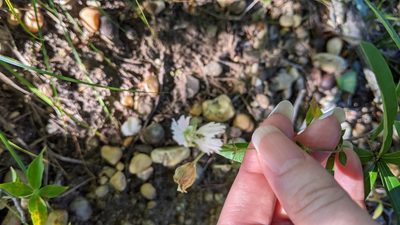 Silene stellata, photographed by Erin Lalime