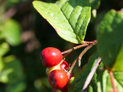 Cotoneaster bullatus, photographed by Wolfgang Jauch