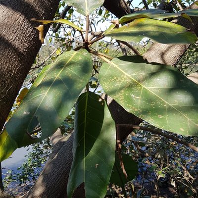 Ficus lutea, photographed by Margaret Burger