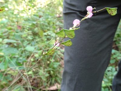 Hylodesmum glutinosum, photographed by Thomas Koffel