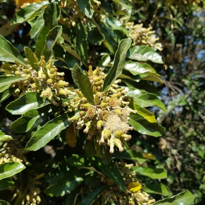 Brachylaena discolor, photographed by Margaret Burger