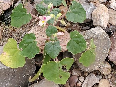 Proboscidea parviflora, photographed by Craig Martin