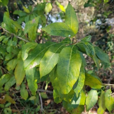 Volkameria glabra, photographed by Margaret Burger