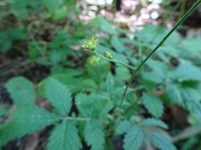 Agrimonia pubescens