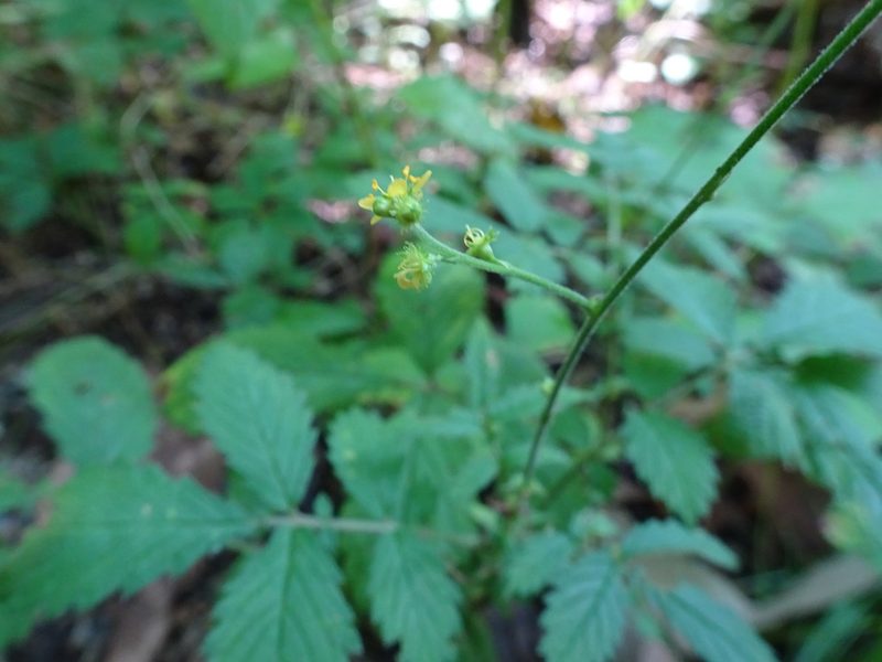 Agrimonia pubescens, photographed by Thomas Koffel