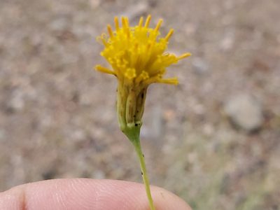Porophyllum scoparium, photographed by Craig Martin