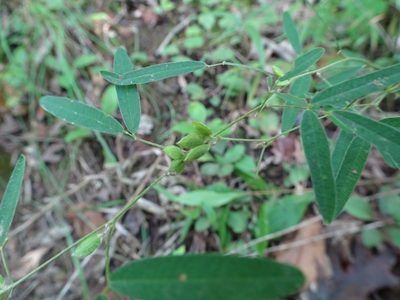 Lespedeza virginica, photographed by Thomas Koffel