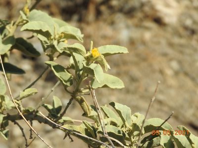 Horsfordia newberryi, photographed by Diana