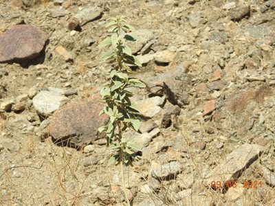 Horsfordia newberryi, photographed by Diana