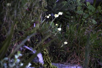 Pterygodium platypetalum, photographed by Tony Rebelo
