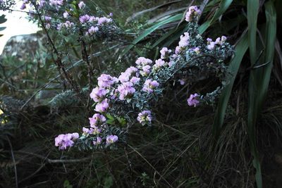 Podalyria variabilis, photographed by Tony Rebelo