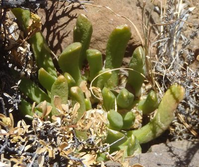 Glottiphyllum surrectum, photographed by Nicola van Berkel