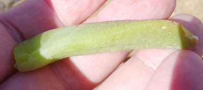 Glottiphyllum surrectum, photographed by Nicola van Berkel