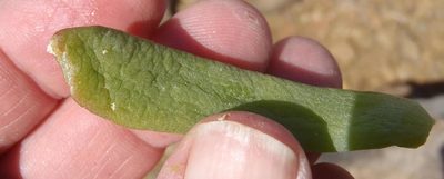 Glottiphyllum surrectum, photographed by Nicola van Berkel
