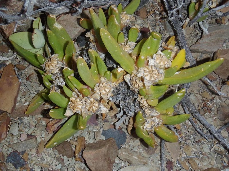 Glottiphyllum surrectum, photographed by Nicola van Berkel