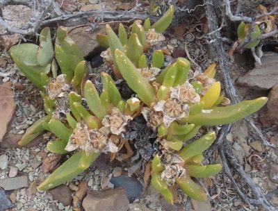 Glottiphyllum surrectum, photographed by Nicola van Berkel