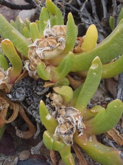 Glottiphyllum surrectum, photographed by Nicola van Berkel