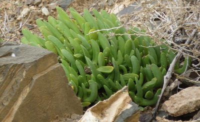 Glottiphyllum surrectum, photographed by Nicola van Berkel