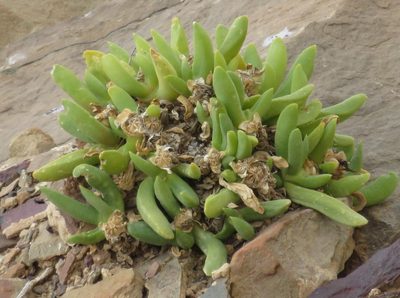 Glottiphyllum surrectum, photographed by Nicola van Berkel