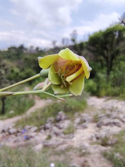 Agave bulliana, photographed by Abraham Sánchez Romero
