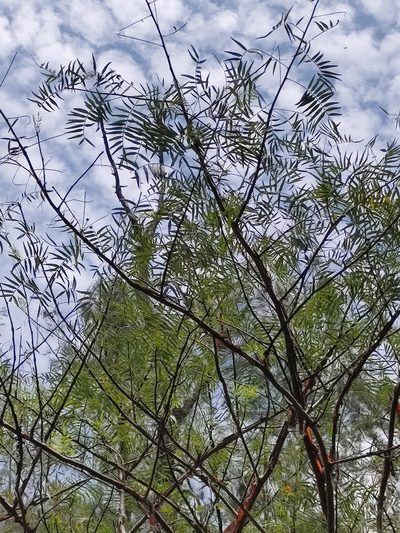 Bursera multijuga, photographed by Abraham Sánchez Romero